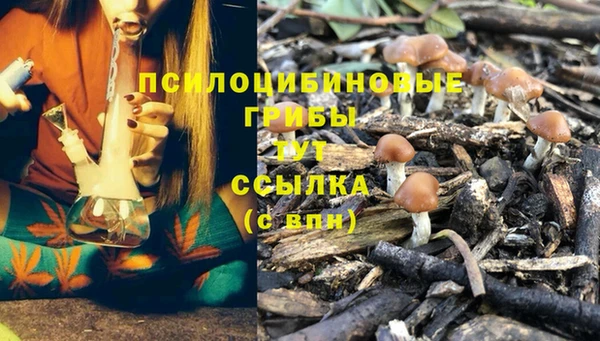 прущие грибы Ачинск